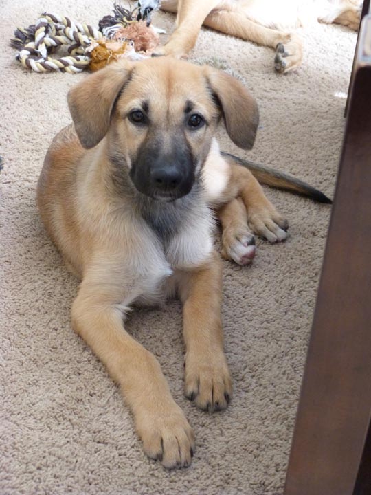 chinook dog